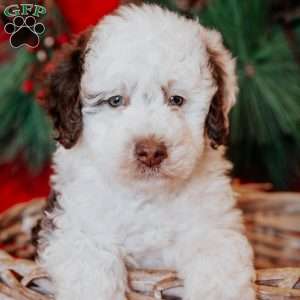 Bruce, Mini Bernedoodle Puppy